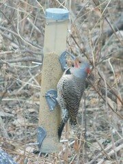 Colaptes auratus luteus × cafer