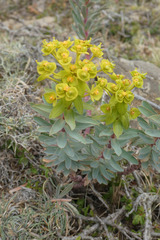 Euphorbia nicaeensis