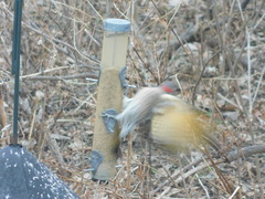 Colaptes auratus luteus × cafer