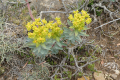 Euphorbia nicaeensis