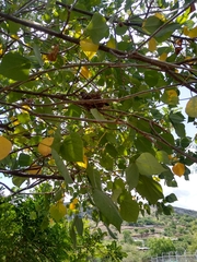 Columbina cruziana