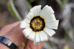 Arctotis stoechadifolia