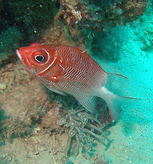 Sargocentron caudimaculatum