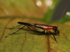 Homoeoxipha lycoides