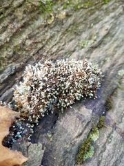 Penicillium