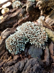 Penicillium