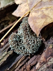 Penicillium