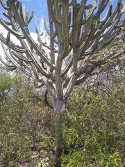 Browningia altissima