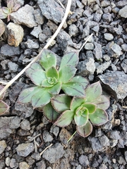 Aeonium