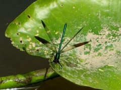 Calopteryx aequabilis