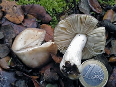 Russula
