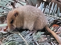 Muscardinus avellanarius