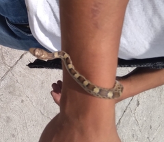 Pituophis deppei