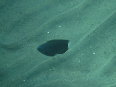 Pomacentrus trichrourus