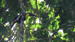 Ramphastos ambiguus