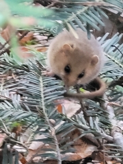 Muscardinus avellanarius