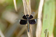 Neurothemis tullia