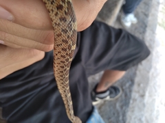 Pituophis deppei
