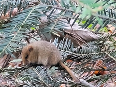 Muscardinus avellanarius