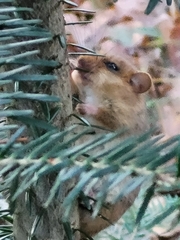 Muscardinus avellanarius