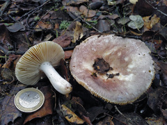 Russula