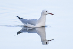 Chroicocephalus genei