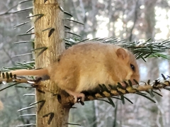 Muscardinus avellanarius