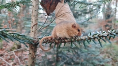 Muscardinus avellanarius