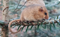 Muscardinus avellanarius