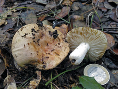 Russula