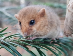 Muscardinus avellanarius