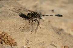 Orthetrum sabina