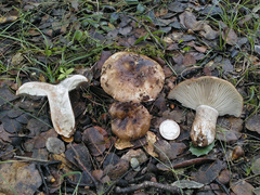 Russula