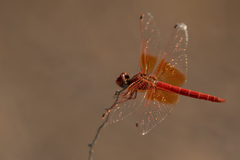 Trithemis kirbyi