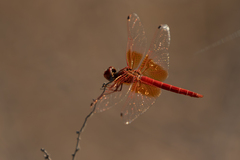 Trithemis kirbyi