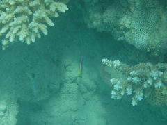 Pseudochromis flavivertex