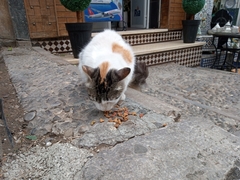 Felis catus