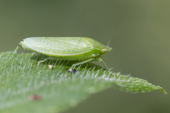 Reticana