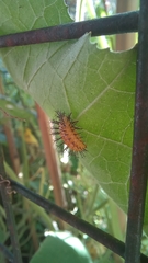 Epilachna paenulata