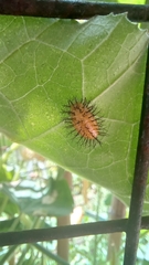 Epilachna paenulata
