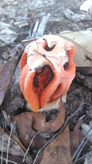 Clathrus columnatus