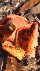 Clathrus columnatus