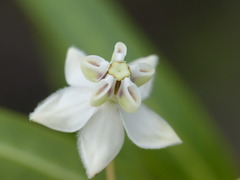 Gomphocarpus