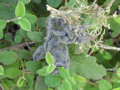 Thaumetopoea herculeana