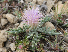 Jurinea humilis