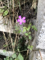 Geranium robertianum
