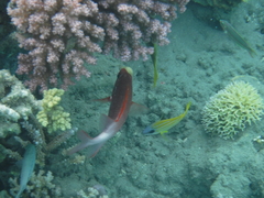 Sargocentron caudimaculatum