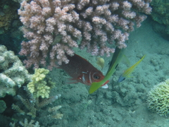 Sargocentron caudimaculatum