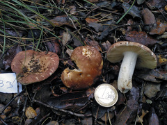 Russula