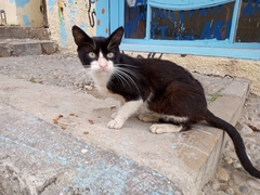 Felis catus